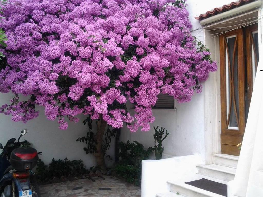 Villa Lea Viareggio Room photo